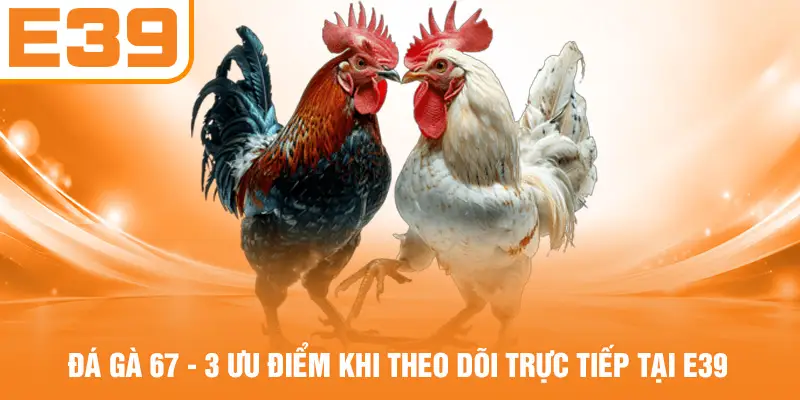 Đá Gà 67 - 3 Ưu Điểm Khi Theo Dõi Trực Tiếp Tại E39