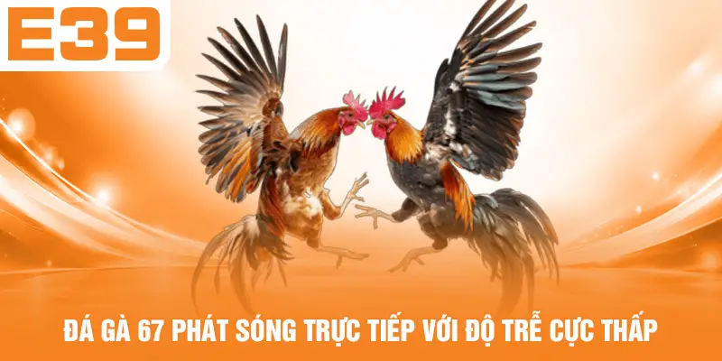 Đá gà 67 phát sóng trực tiếp với độ trễ cực thấp