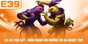 Đá Gà Cựa Sắt - Mãn Nhãn Với Những Cú Đá Nghẹt Thở