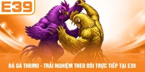 Đá Gà Thomo - Trải Nghiệm Theo Dõi Trực Tiếp Tại E39