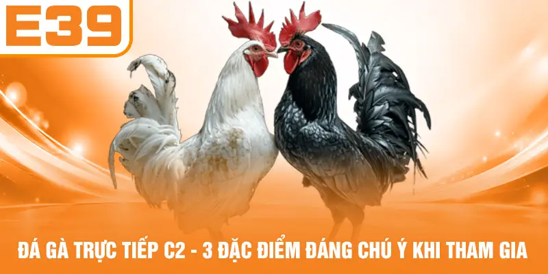 Đá Gà Trực Tiếp C2 - 3 Đặc Điểm Đáng Chú Ý Khi Tham Gia